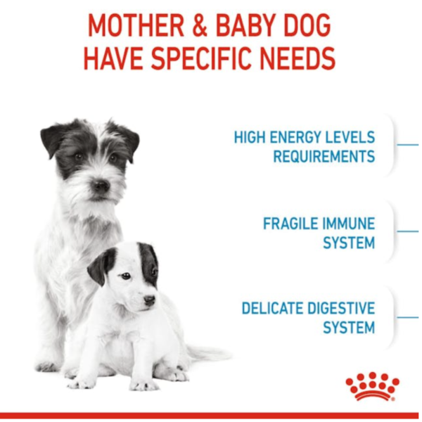 Royal Canin Mini Starter