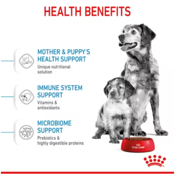 Royal Canin Medium Starter