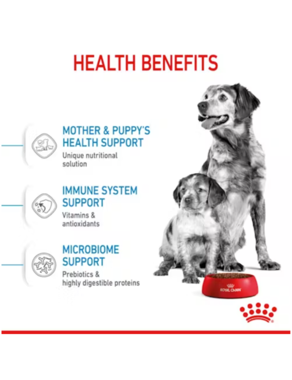 Royal Canin Medium Starter