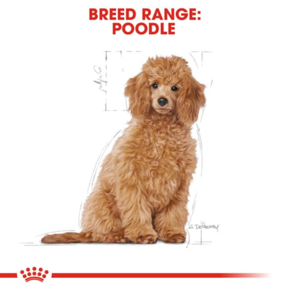 Royal Canin Puppy Poodle