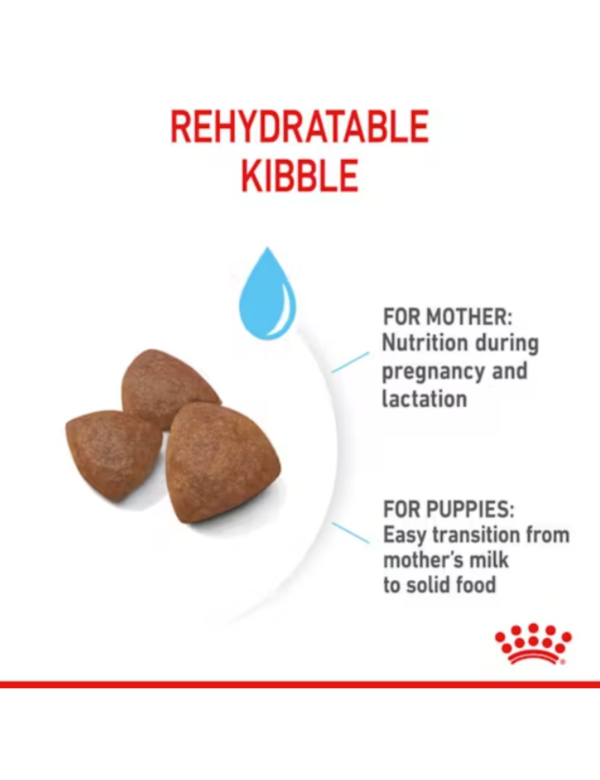 Royal Canin Medium Starter