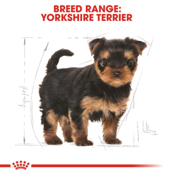 Royal Canin Puppy Yorkshire