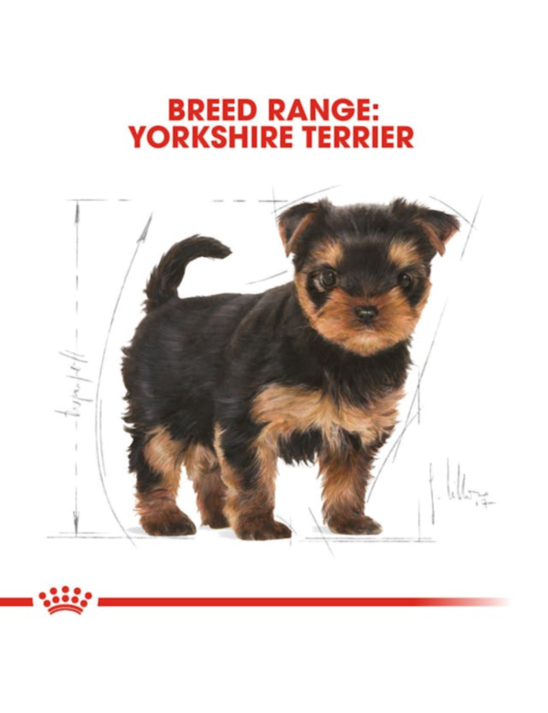 Royal Canin Puppy Yorkshire Royal Canin Puppy Yorkshire