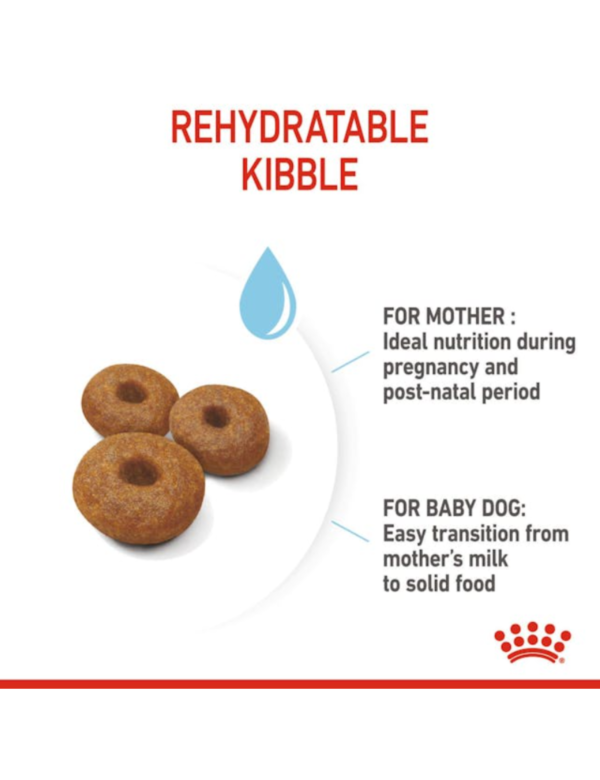 Royal Canin Maxi Starter