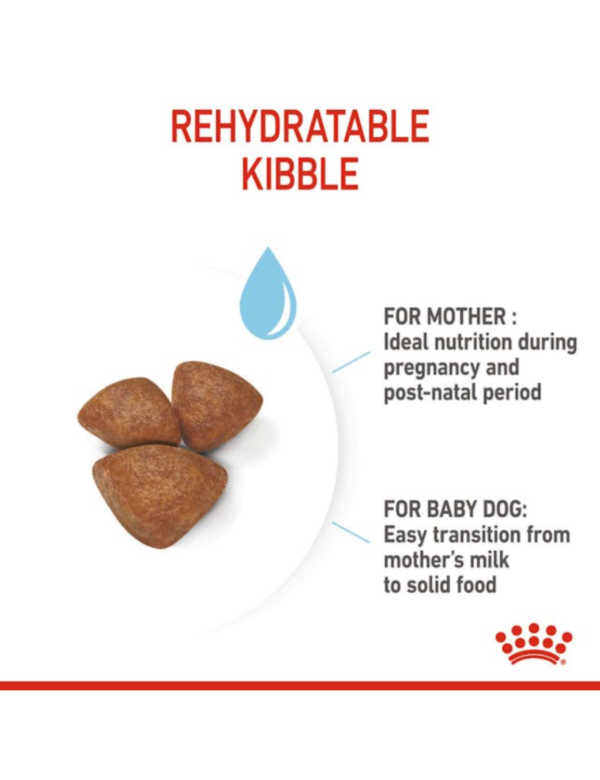 Royal Canin Mini Starter Royal Canin Mini Starter