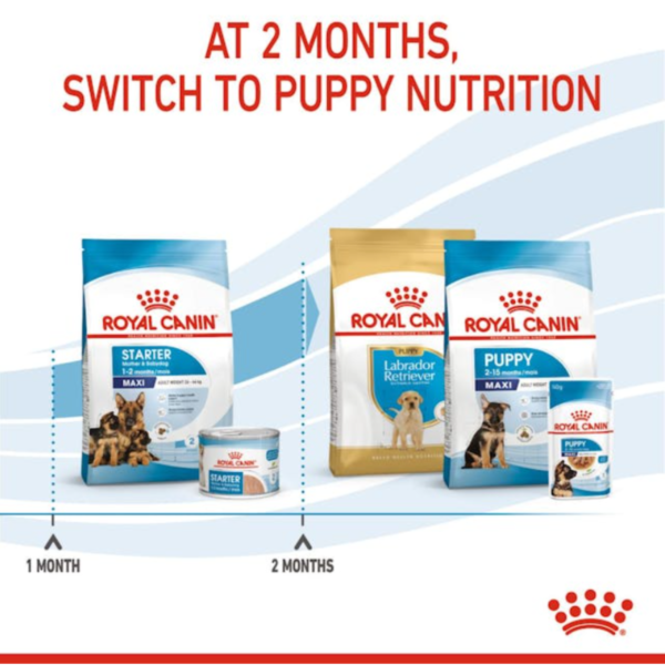 Royal Canin Maxi Starter