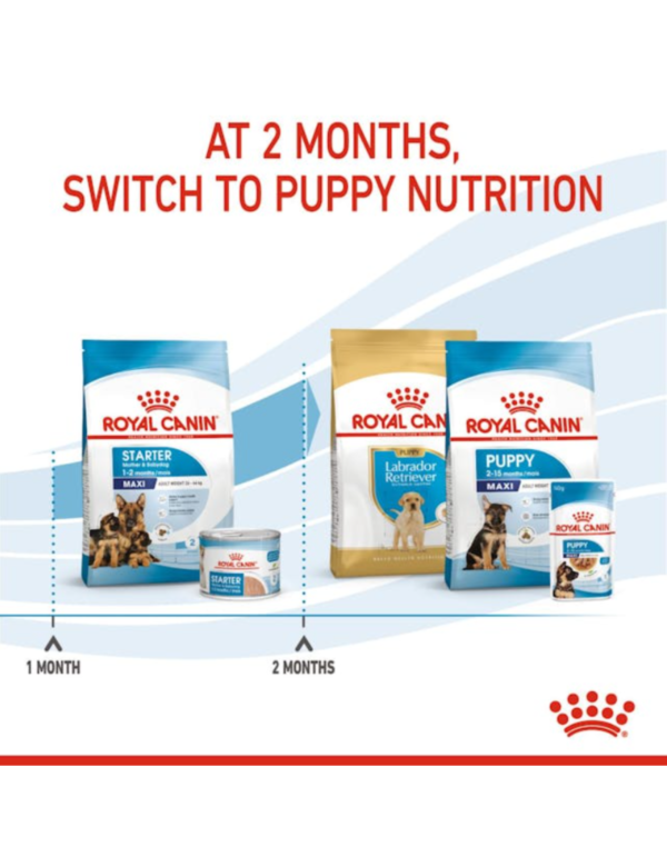 Royal Canin Maxi Starter